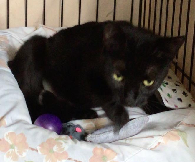 MRS. BEASLEY, Adoptable, Young Female Domestic Short Hair.