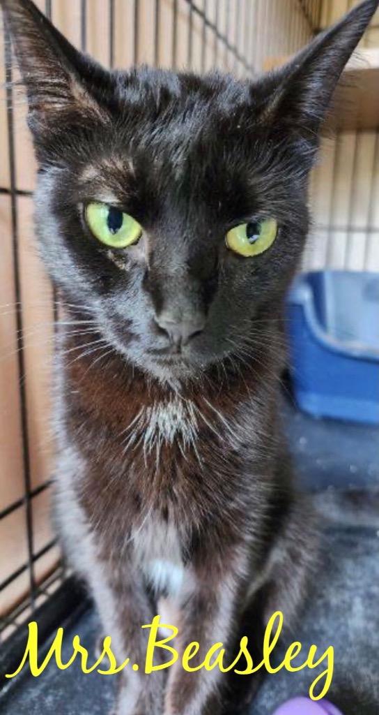Enlarge MRS. BEASLEY, a Adoptable Domestic Short Hair in Muskegon, MI image 2/3