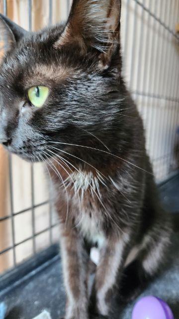 Enlarge MRS. BEASLEY, a Adoptable Domestic Short Hair in Muskegon, MI image 3/3