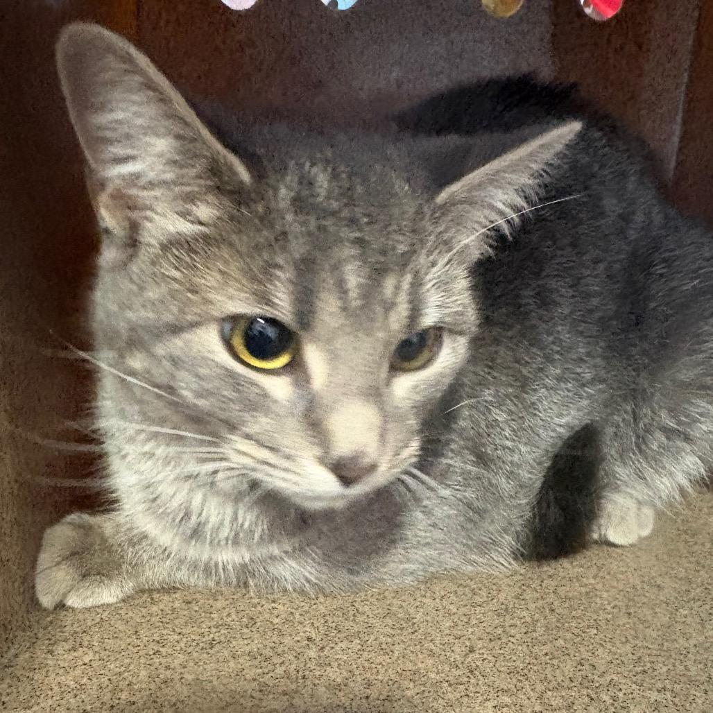 Biscotti — thumbnail 2