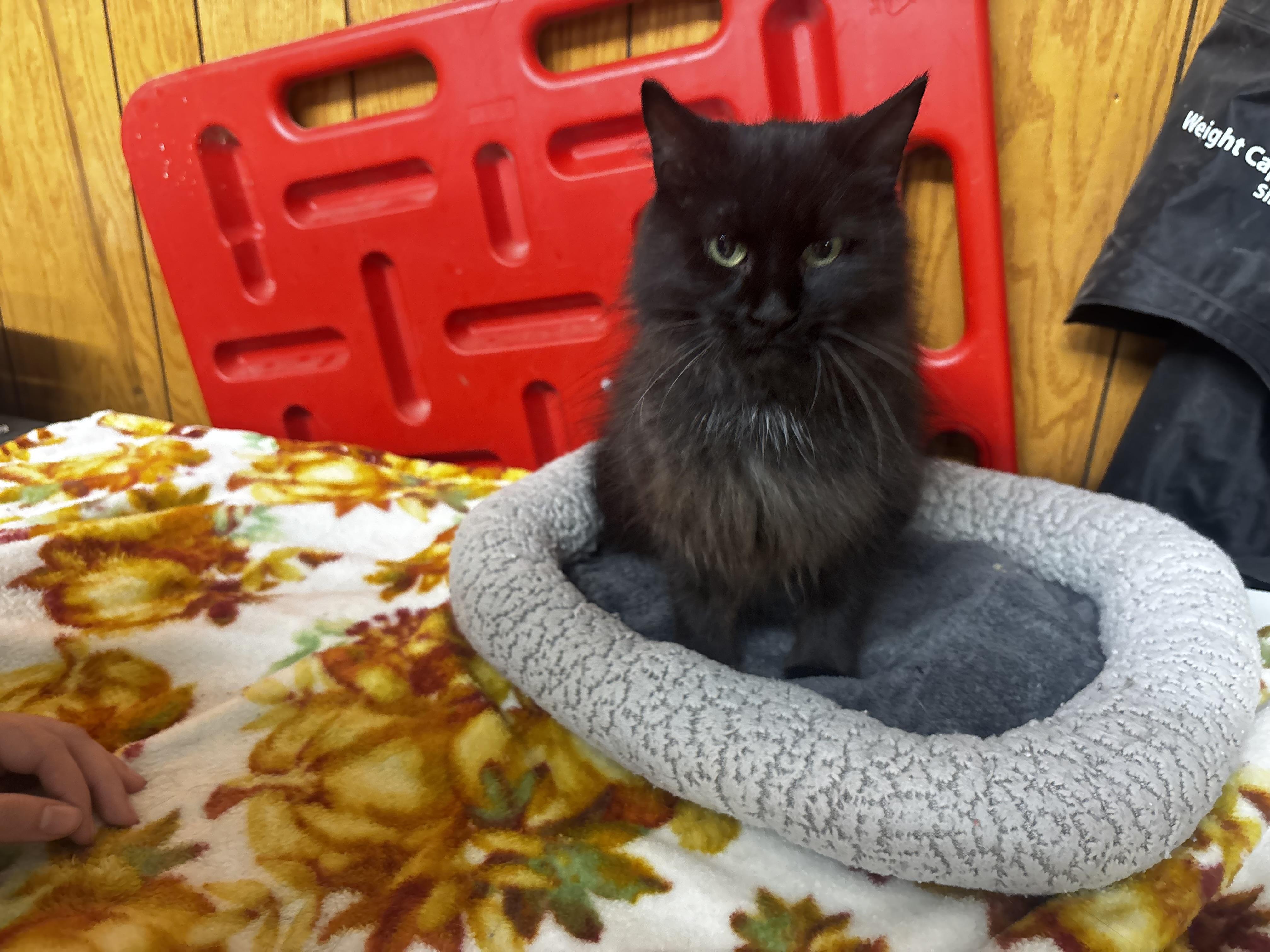 Enlarge Martha Maria, an adopted Domestic Long Hair in Fort Madison, IA image 4/4