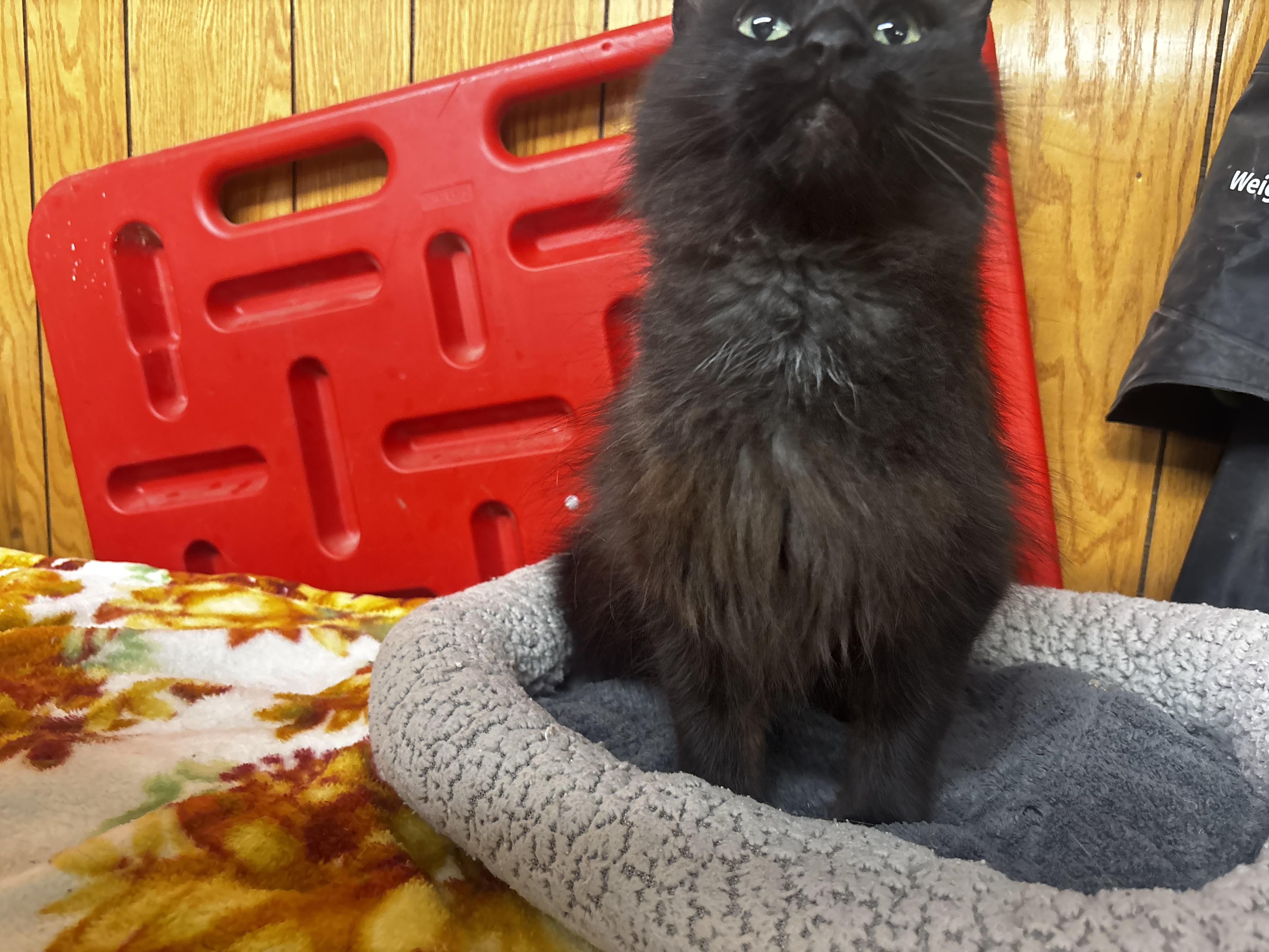 Enlarge Martha Maria, an adopted Domestic Long Hair in Fort Madison, IA image 3/4