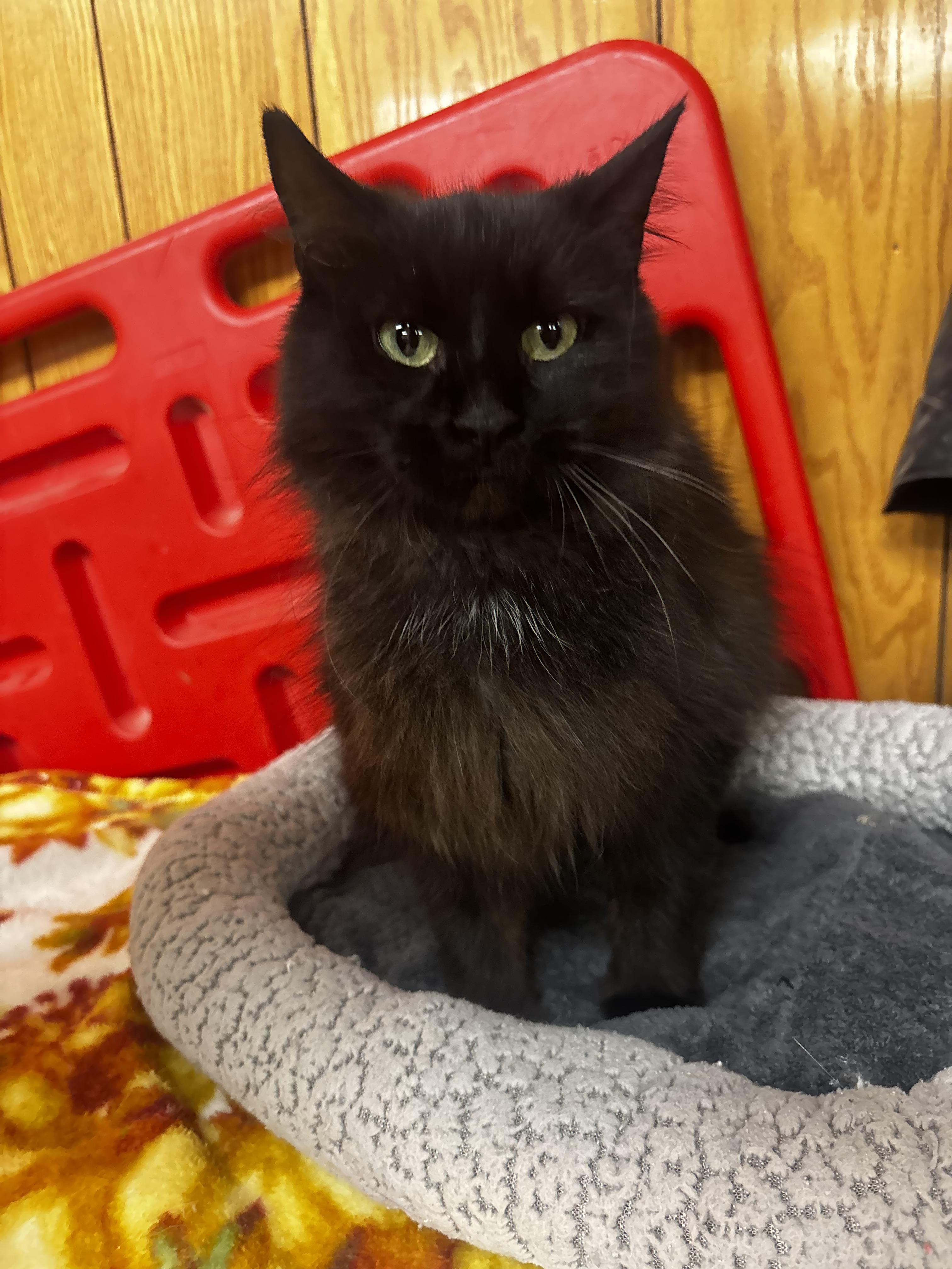 Enlarge Martha Maria, an adopted Domestic Long Hair in Fort Madison, IA image 2/4