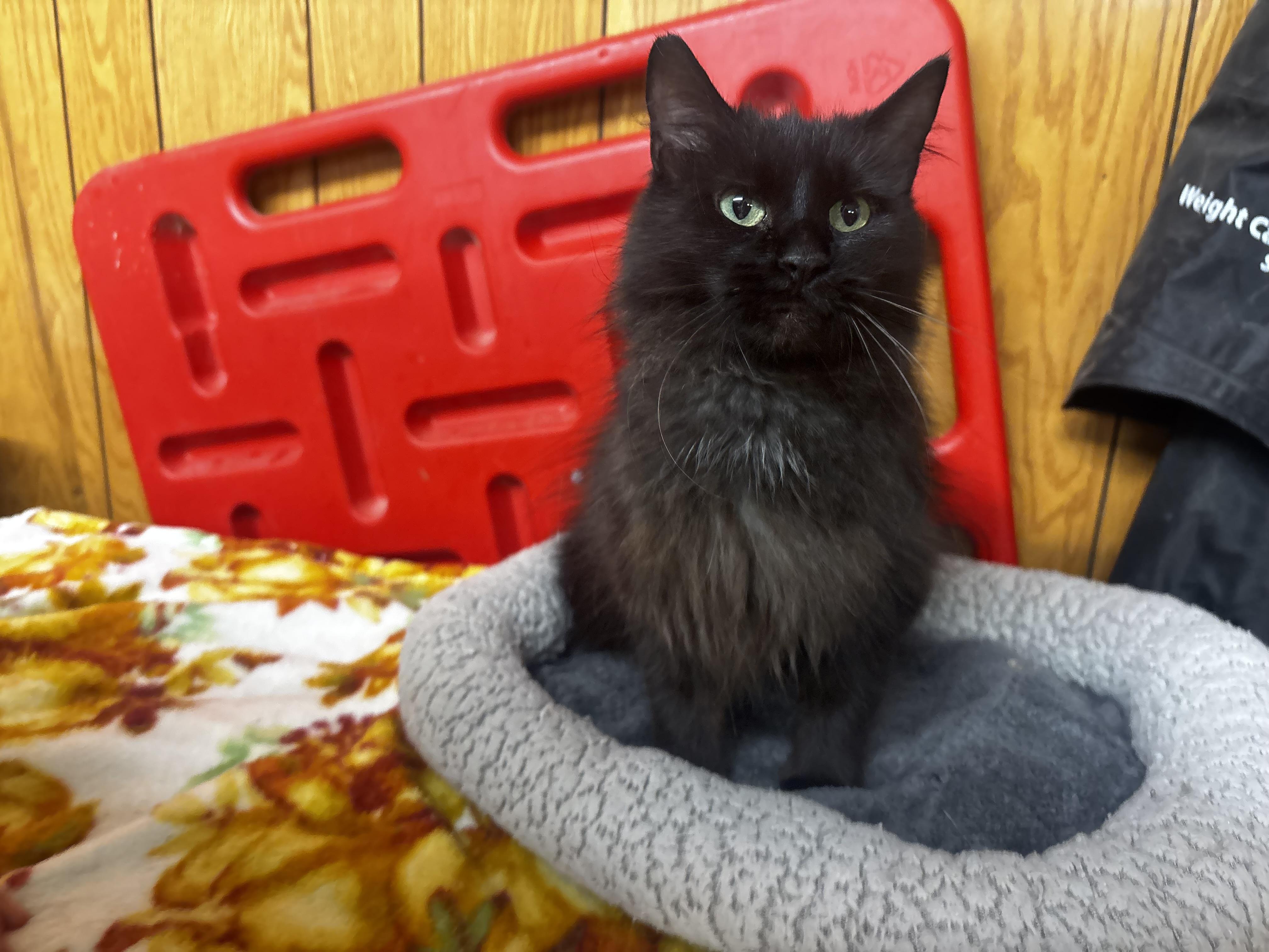 Martha Maria, adopted, Young Female Domestic Long Hair.