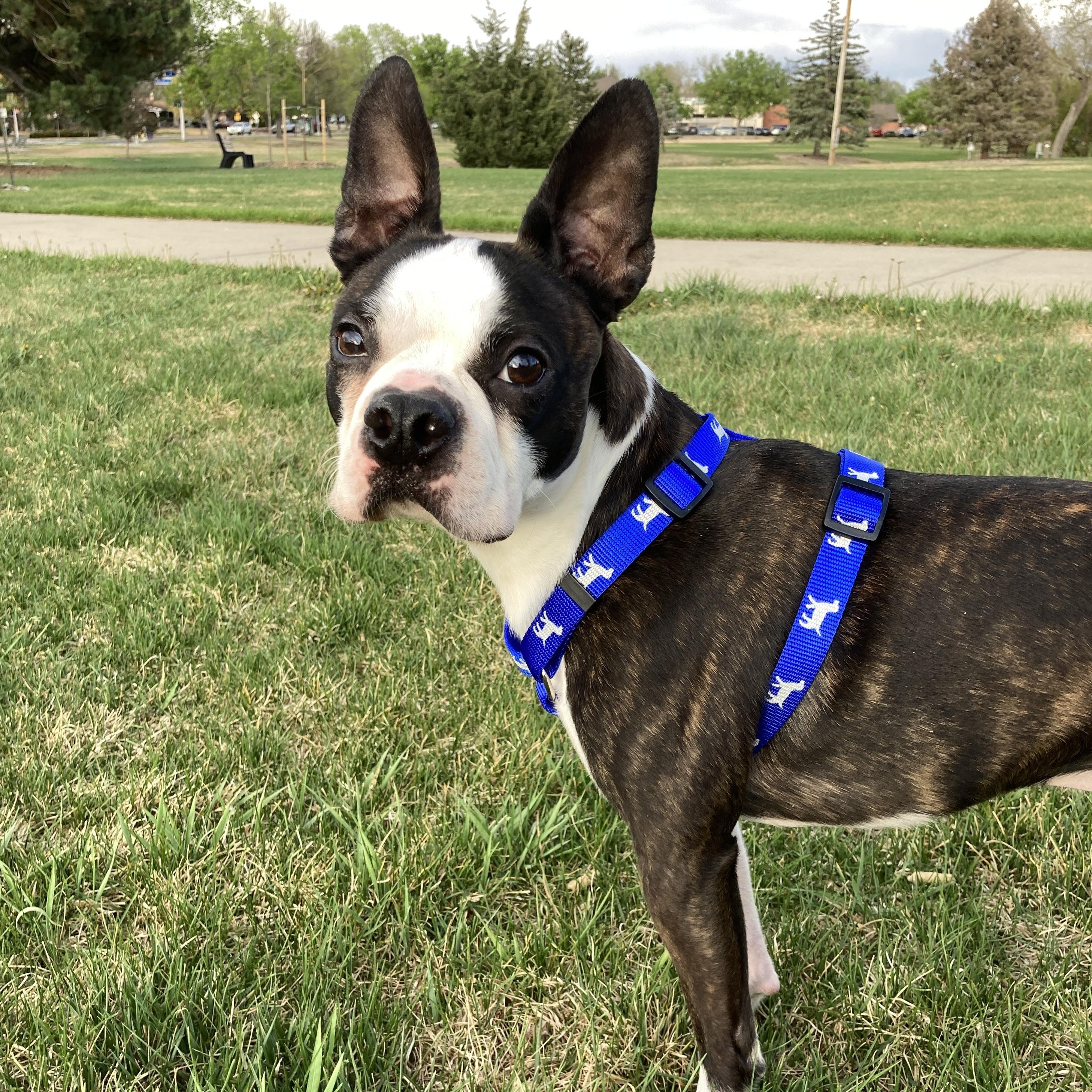 Enlarge Charlie in CO, a ADOPTABLE Boston Terrier in Littleton, CO image 6/6