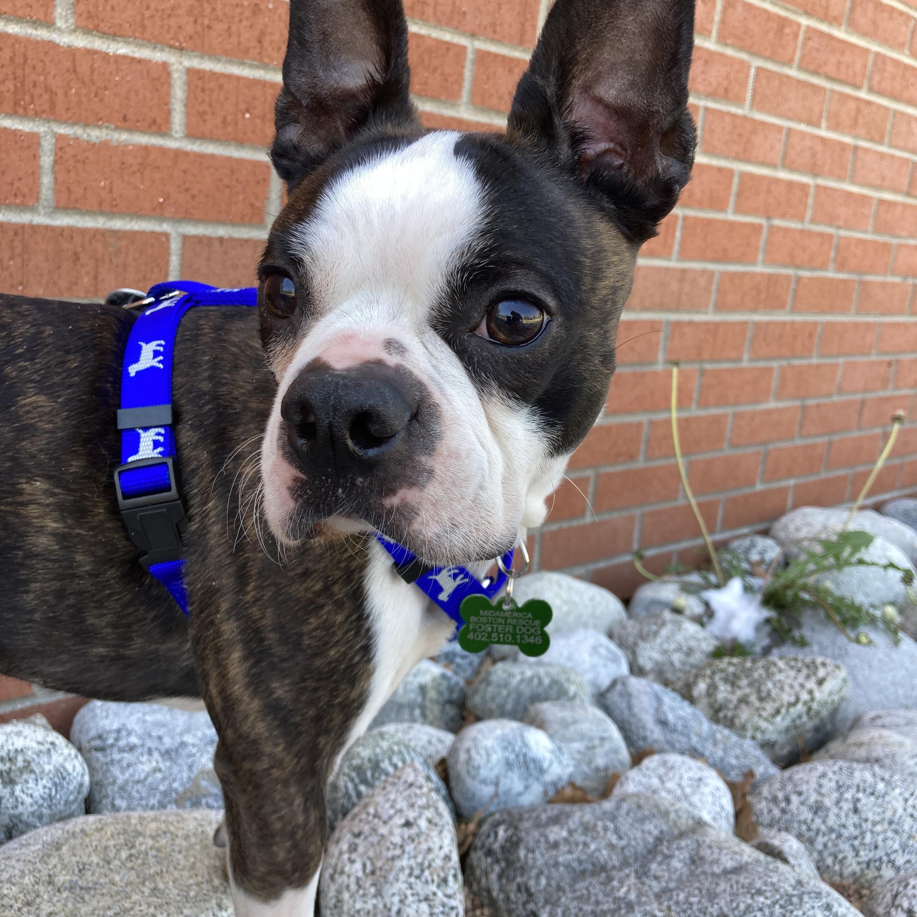 Enlarge Charlie in CO, a ADOPTABLE Boston Terrier in Littleton, CO image 1/6