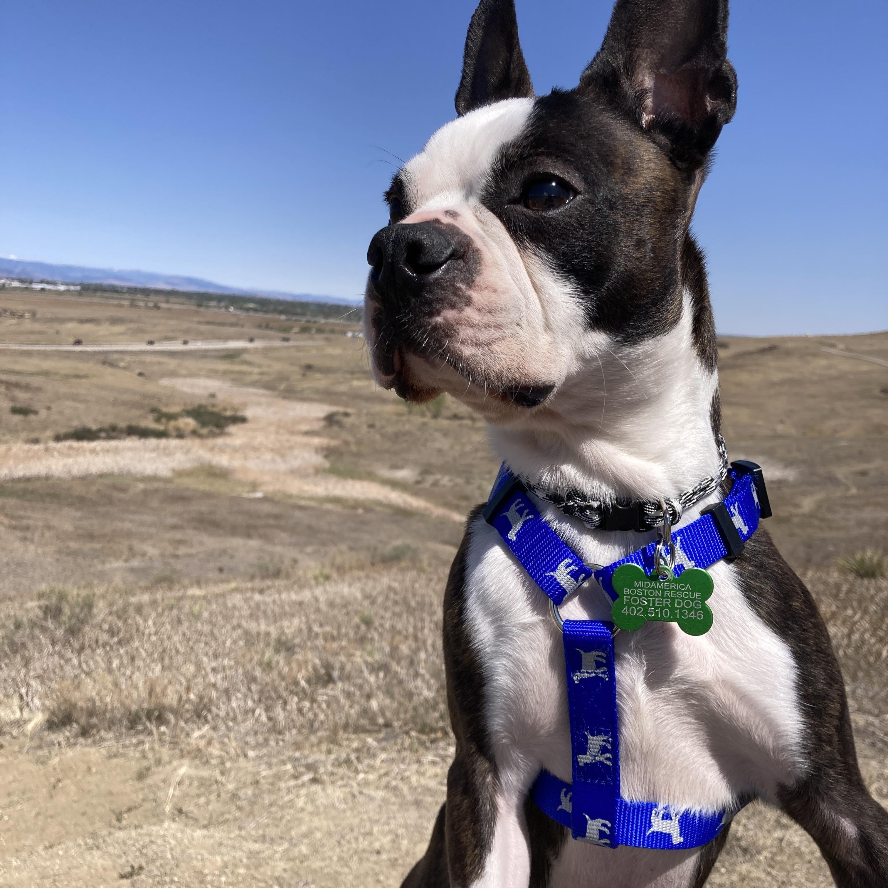 Enlarge Charlie in CO, a ADOPTABLE Boston Terrier in Littleton, CO image 5/6