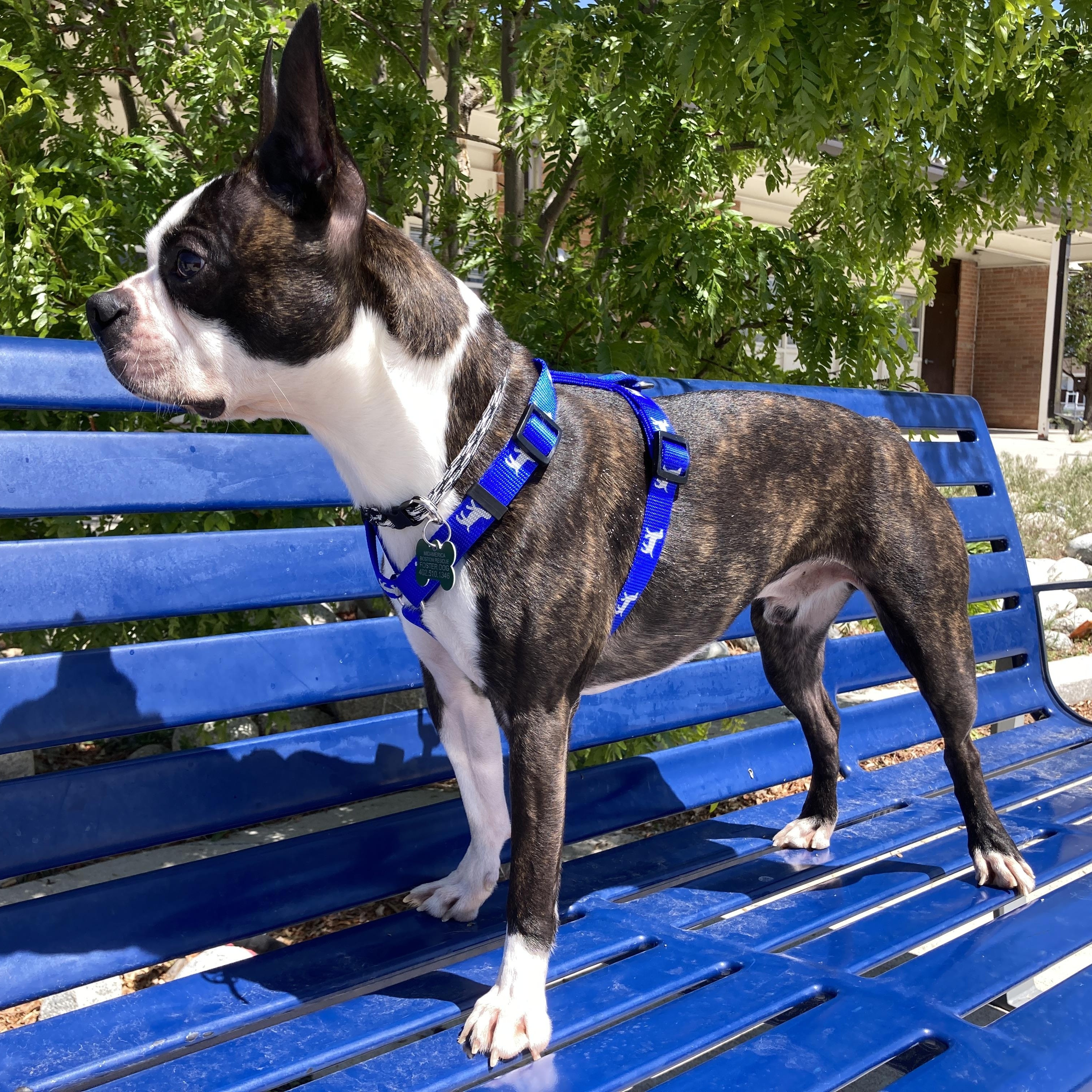 Enlarge Charlie in CO, a ADOPTABLE Boston Terrier in Littleton, CO image 3/6