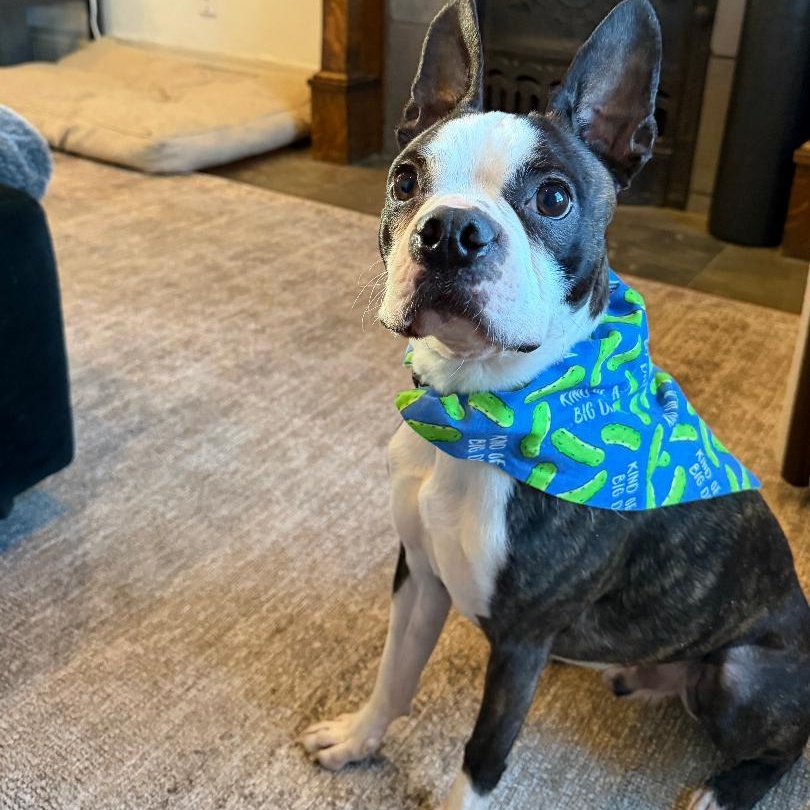 Enlarge Charlie in CO, a ADOPTABLE Boston Terrier in Littleton, CO image 2/6