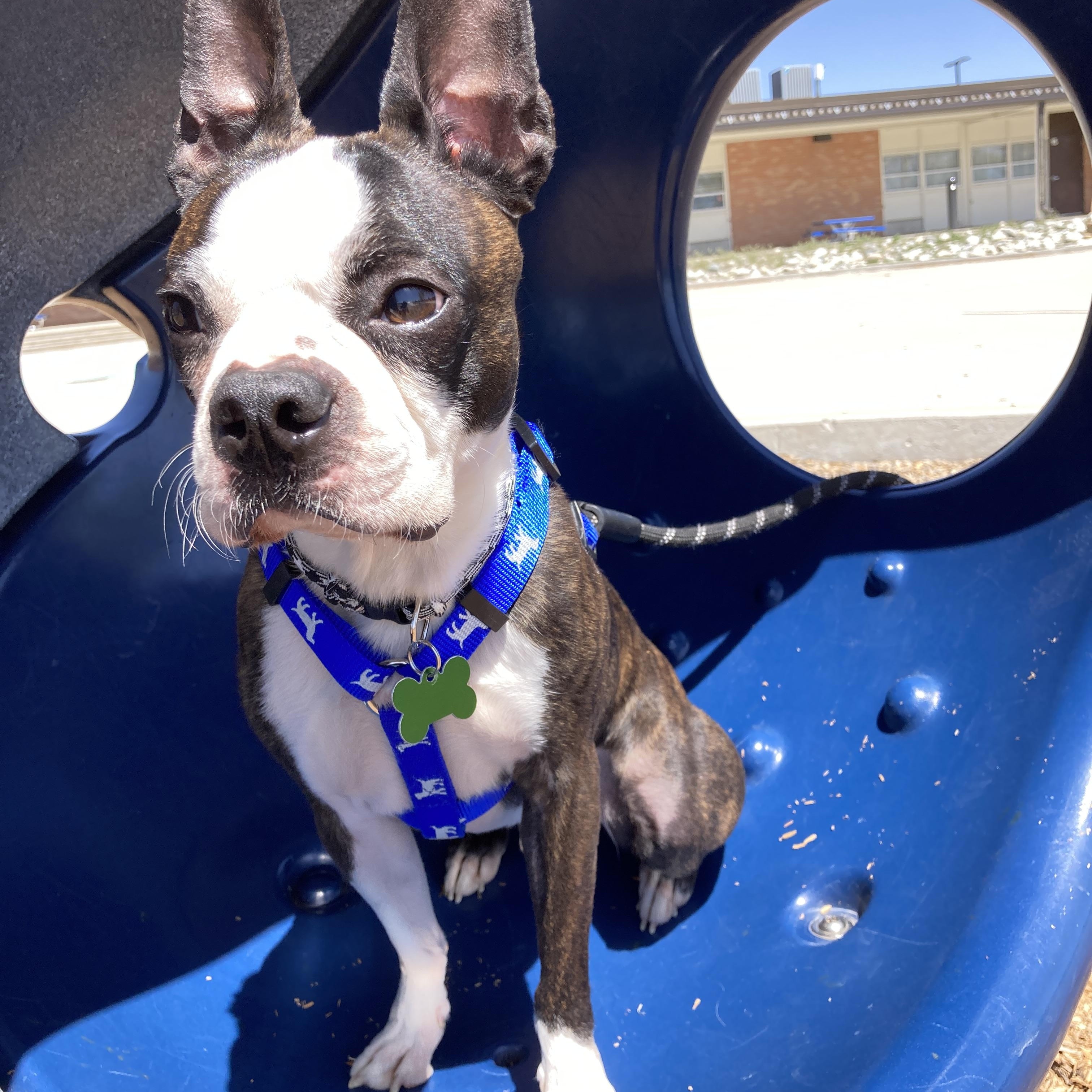 Enlarge Charlie in CO, a ADOPTABLE Boston Terrier in Littleton, CO image 4/6