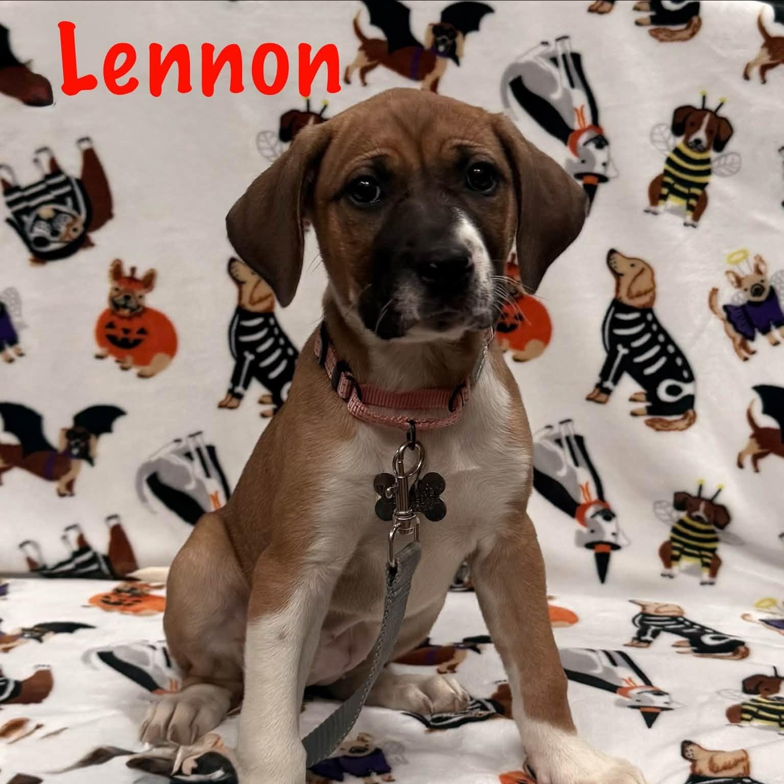 Lennon, Adoptable, Puppy Female Mastiff & Labrador Retriever.
