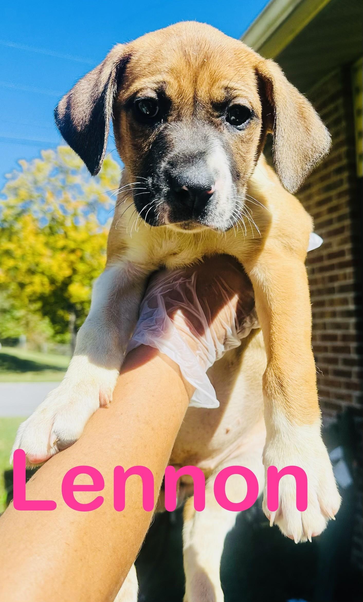 Enlarge Lennon, a Adoptable mixed breed in Albany, NY image 2/2