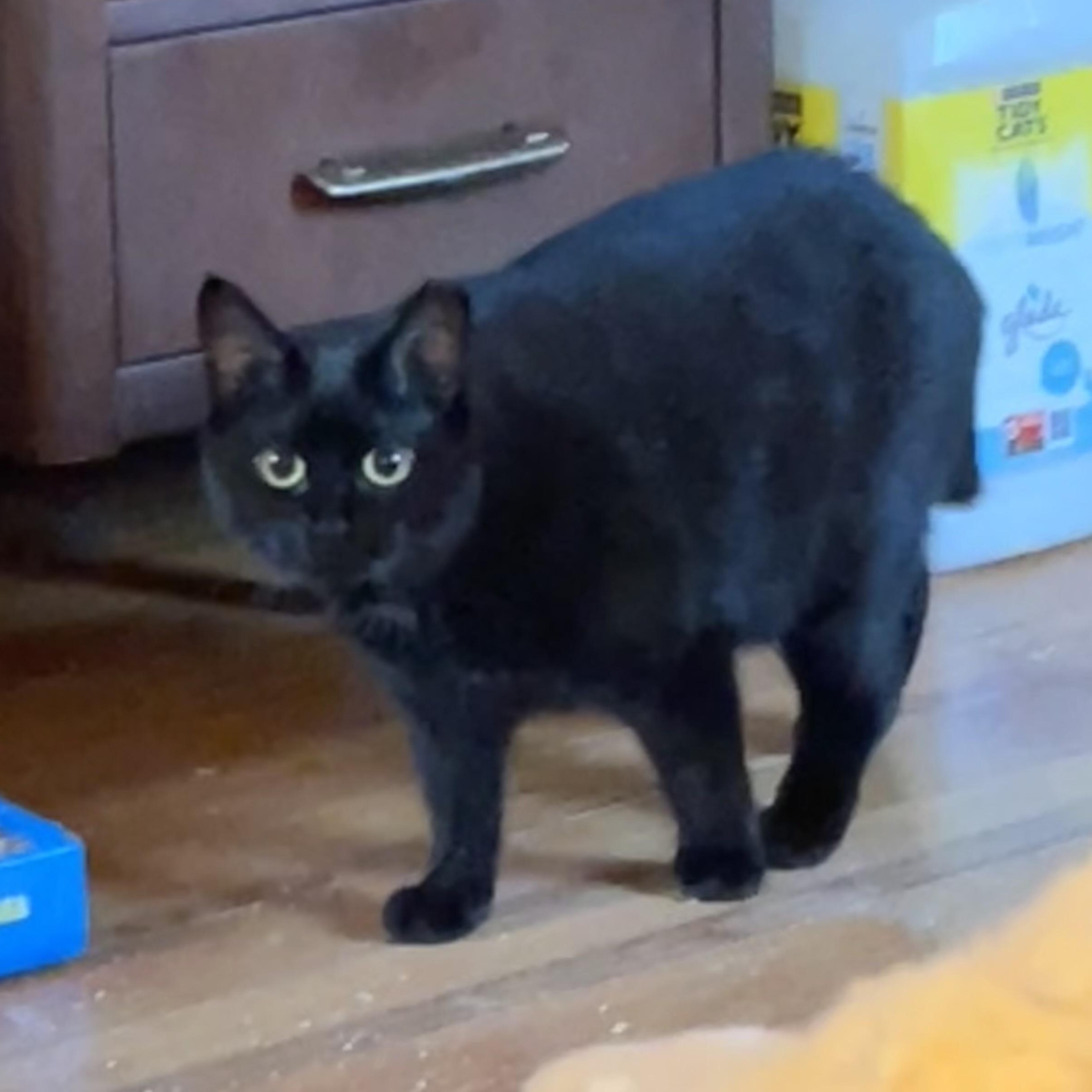 Athena (bonded with Artemis), Adoptable, Young Female Domestic Short Hair.