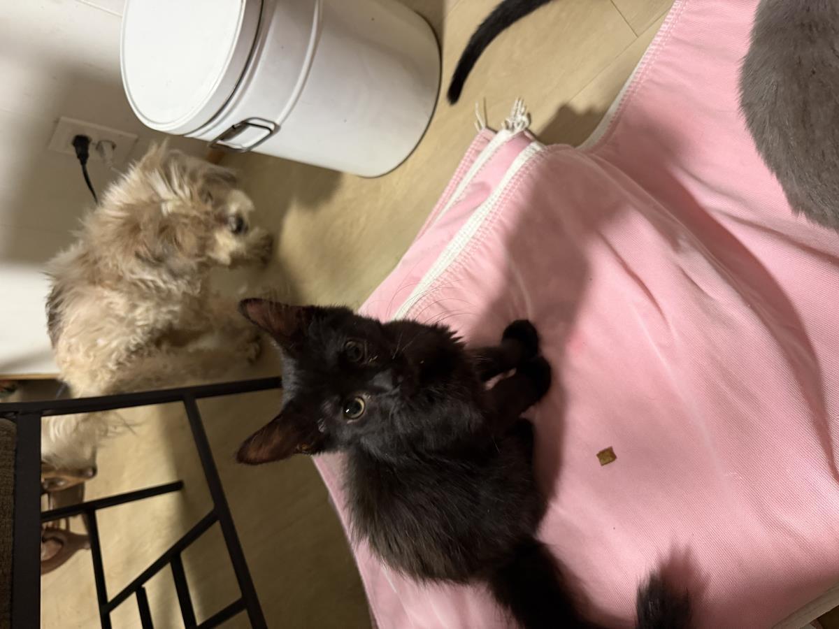 Enlarge Boo Boo, a Adoptable Domestic Medium Hair in La Jolla, CA image 1/1