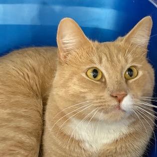 Pumpkin Pie — thumbnail 2