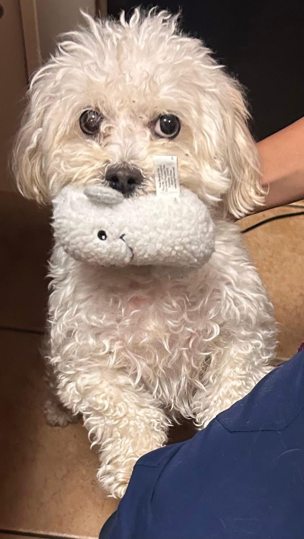 Enlarge Christi-FURY, a ADOPTABLE mixed breed in Oak Ridge, NJ image 3/3