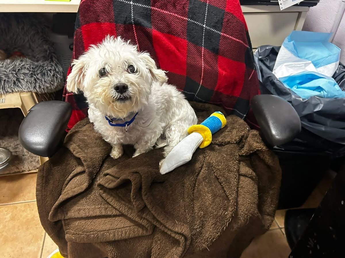 Enlarge Christi-FURY, a ADOPTABLE mixed breed in Oak Ridge, NJ image 2/3