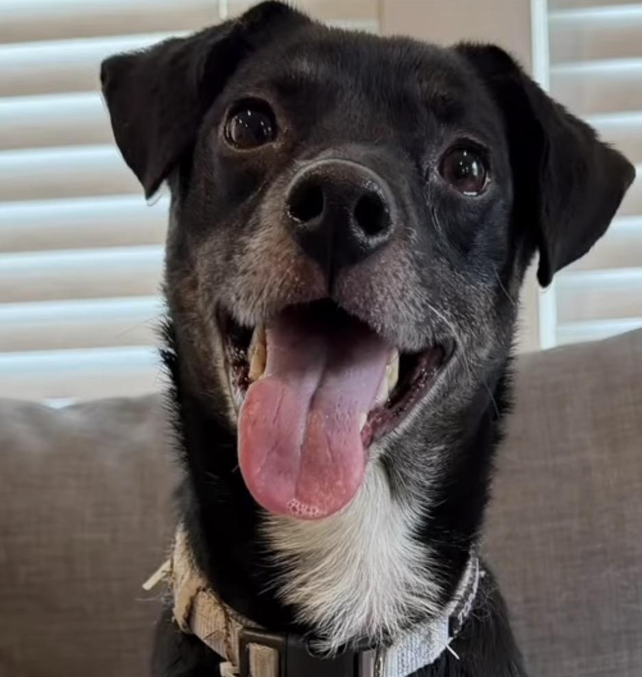 Enlarge Dottie, a Adoptable mixed breed in Catlett, VA image 2/6