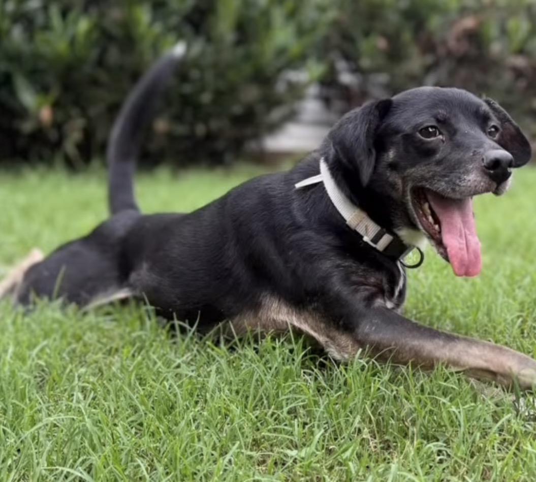 Enlarge Dottie, a Adoptable mixed breed in Catlett, VA image 5/6