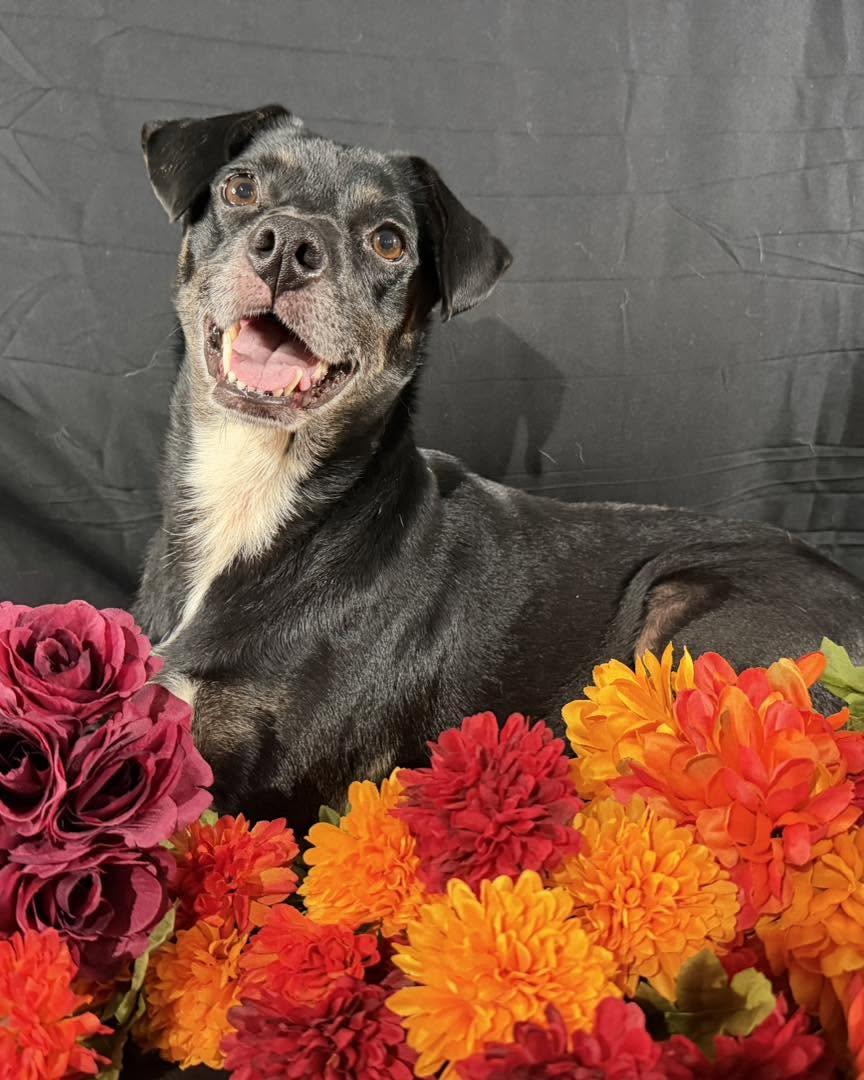 Dottie, ADOPTABLE, Adult Female Beagle & Labrador Retriever.