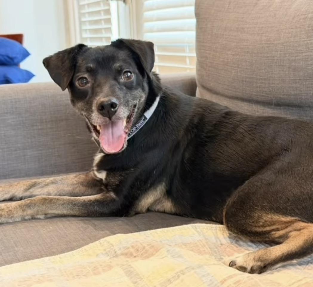 Enlarge Dottie, a Adoptable mixed breed in Catlett, VA image 4/6