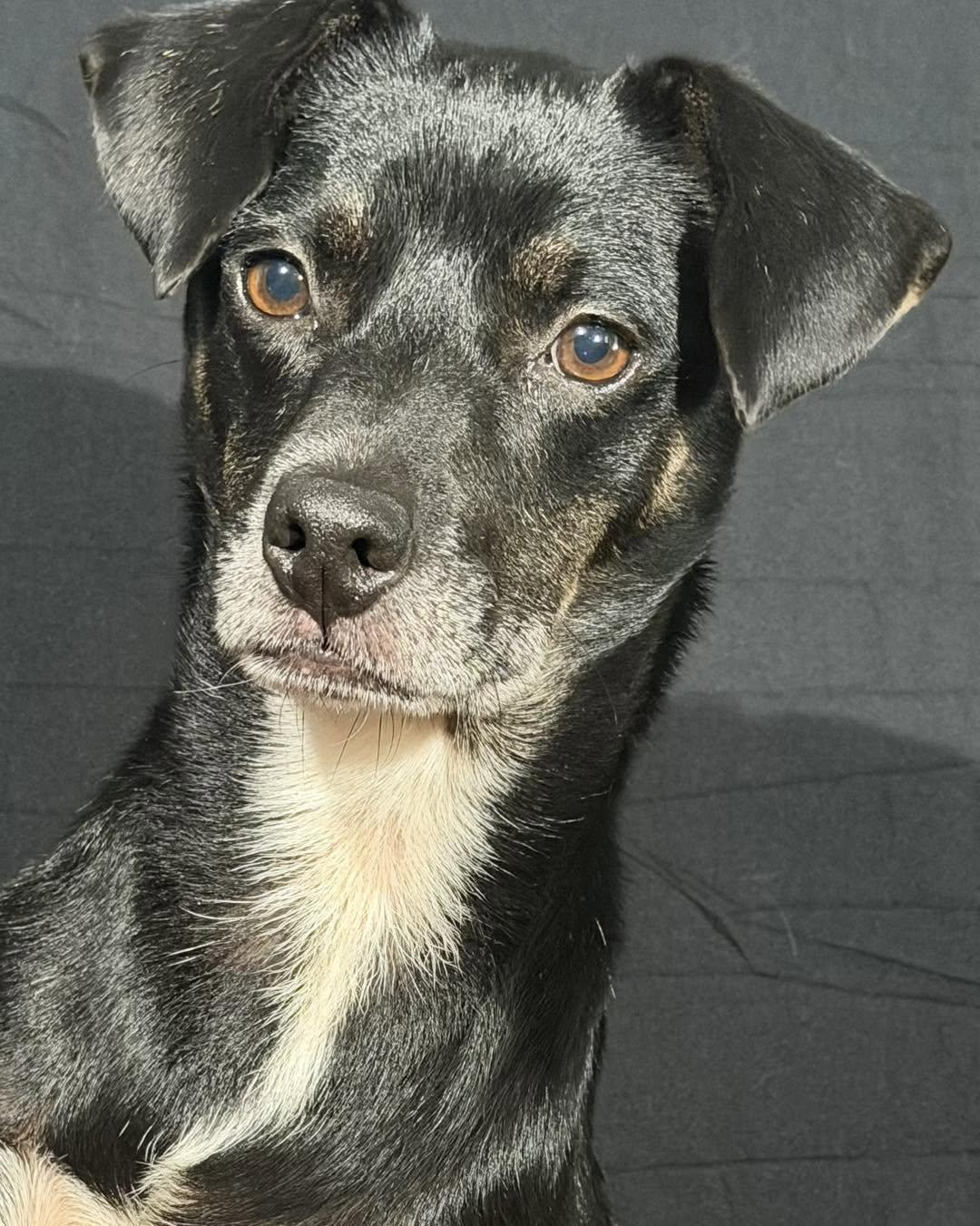 Enlarge Dottie, a Adoptable mixed breed in Catlett, VA image 3/6