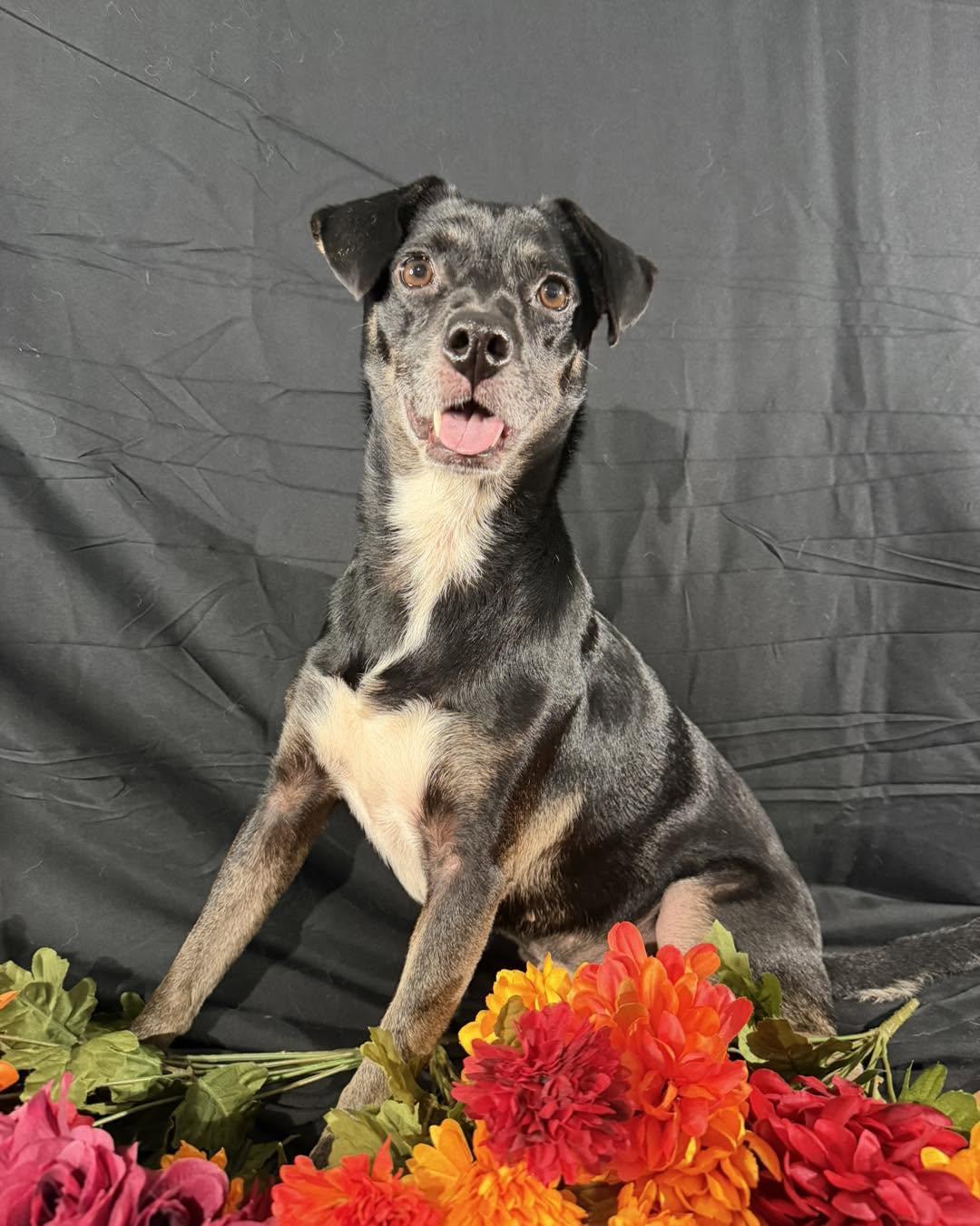 Enlarge Dottie, a Adoptable mixed breed in Catlett, VA image 6/6