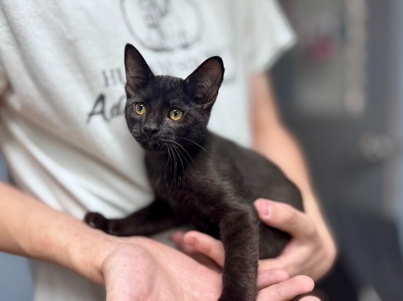 Alvin, Adoptable, Young Male Domestic Short Hair.