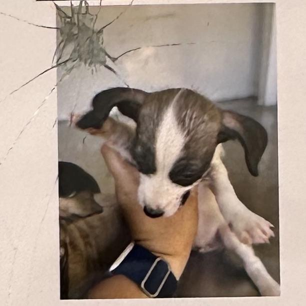 Enlarge Dolly, a Adoptable mixed breed in Ione, CA image 1/3