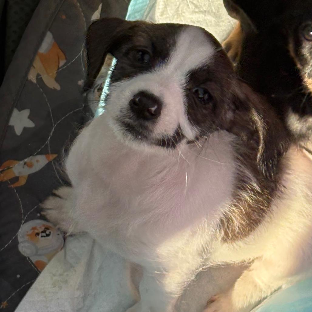 Enlarge Dolly, a Adoptable mixed breed in Ione, CA image 2/3