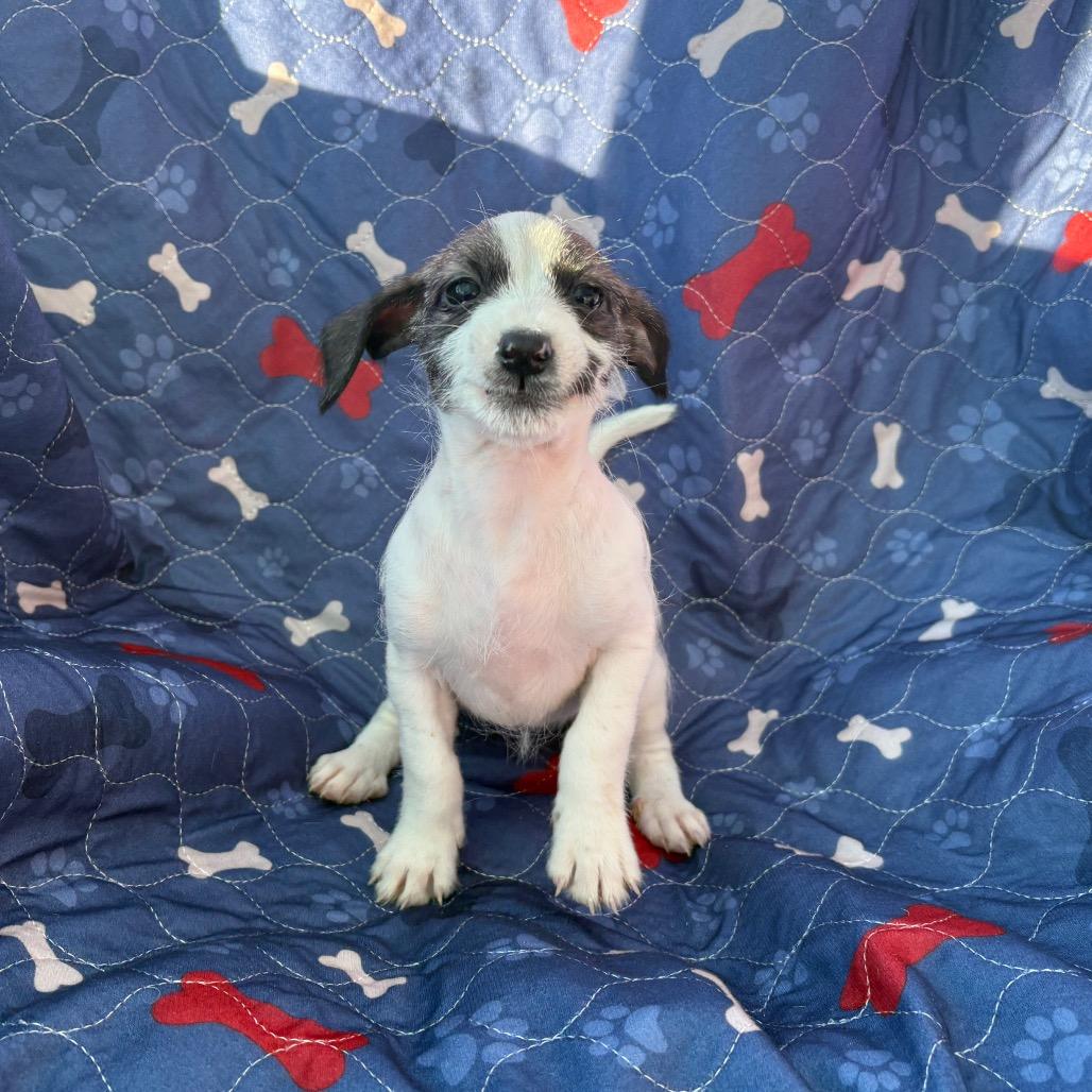 Enlarge Dolly, a Adoptable mixed breed in Ione, CA image 3/3