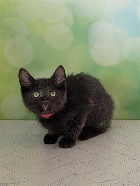 JIJI, Adoptable, Kitten Male Domestic Short Hair.
