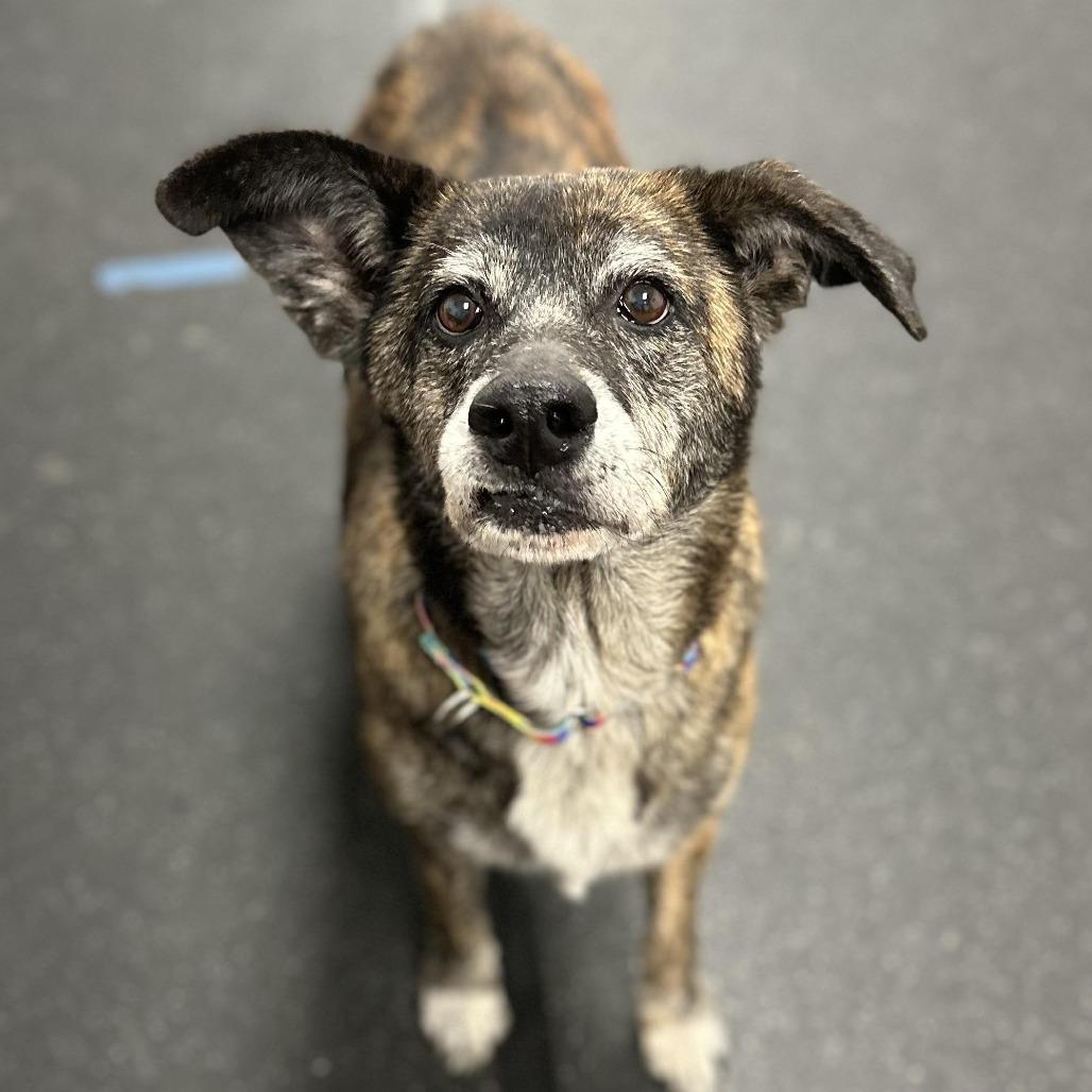 Holly, Adoptable, Senior Female Hound.