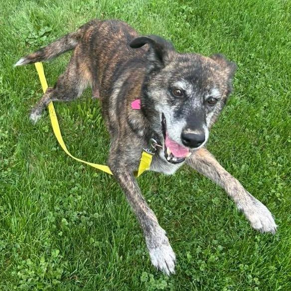Enlarge Holly, a Adoptable mixed breed in Delaware, OH image 2/3