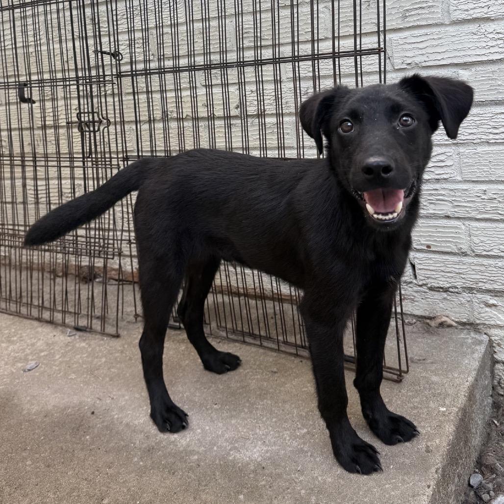 Evan, Adoptable, Young Male Black Labrador Retriever & Shepherd.