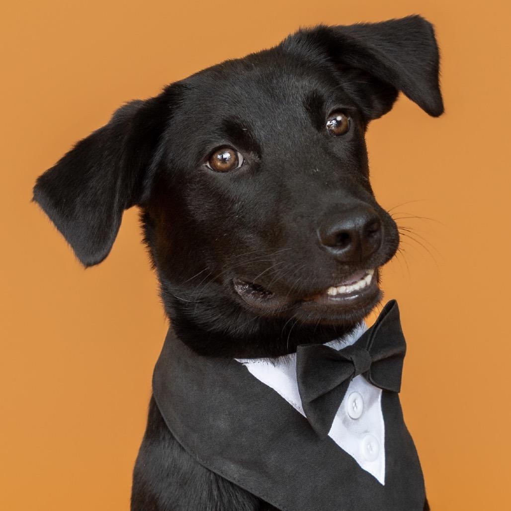 Enlarge Evan, a Adoptable mixed breed in Southside, TN image 2/6