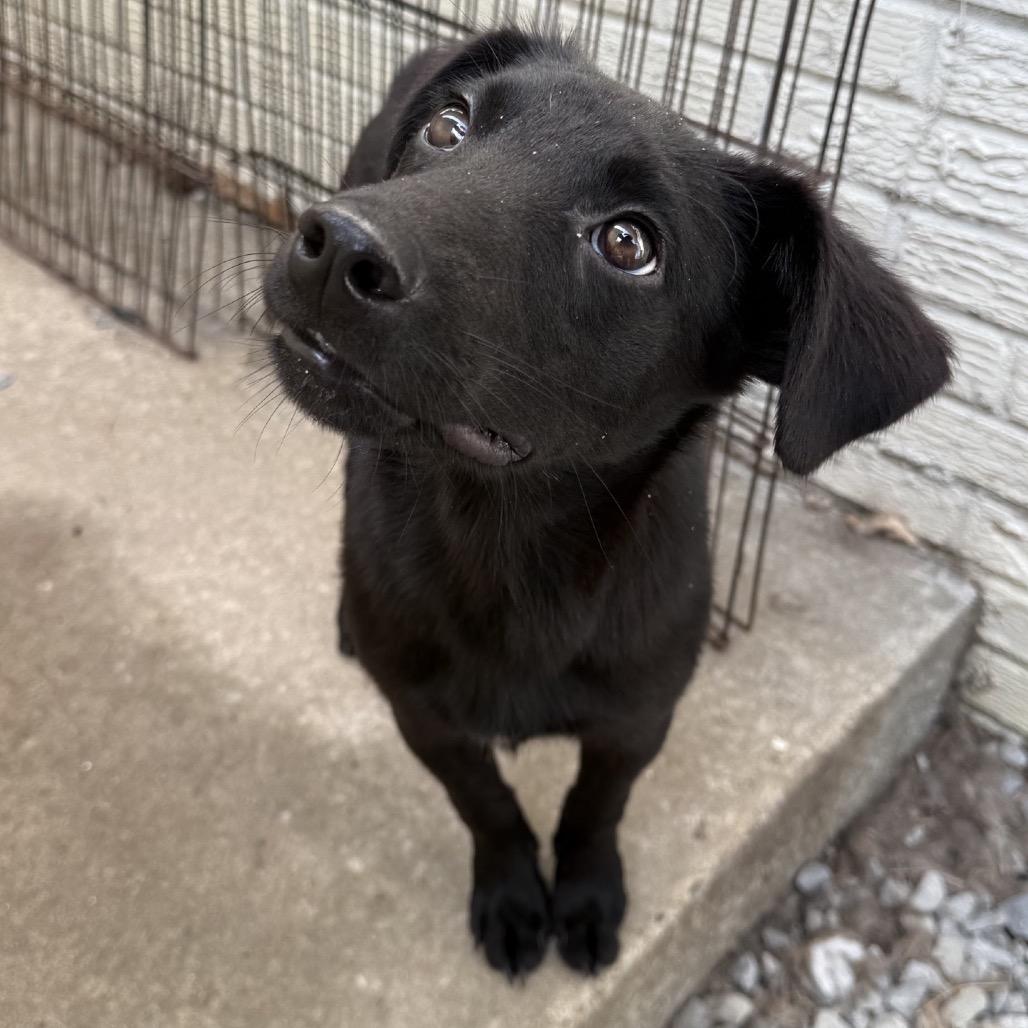 Enlarge Evan, a Adoptable mixed breed in Southside, TN image 3/6