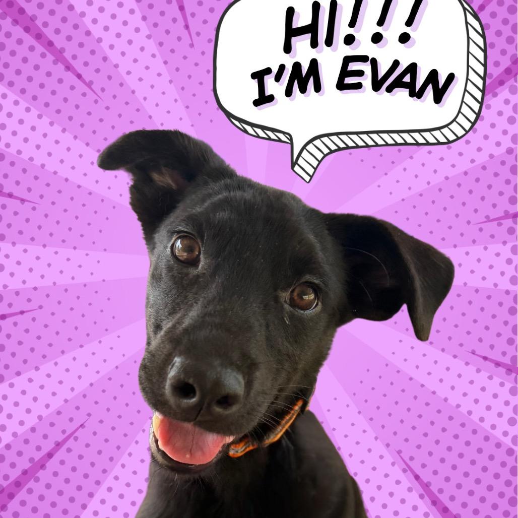 Enlarge Evan, a Adoptable mixed breed in Southside, TN image 4/6