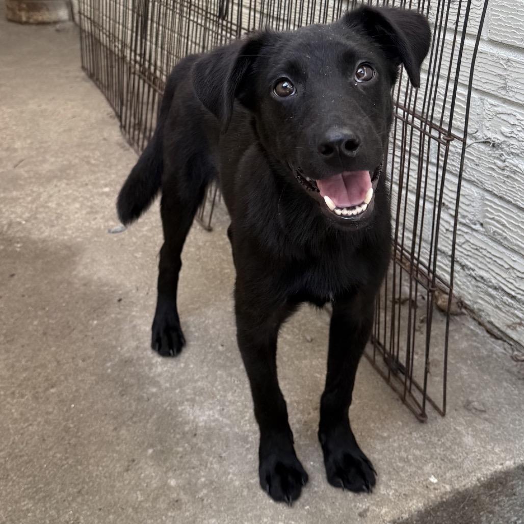 Enlarge Evan, a Adoptable mixed breed in Southside, TN image 5/6
