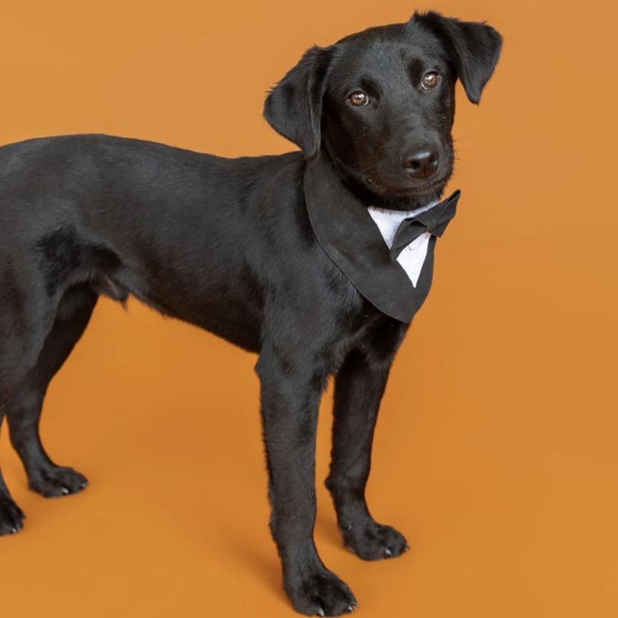 Enlarge Evan, a Adoptable mixed breed in Southside, TN image 6/6