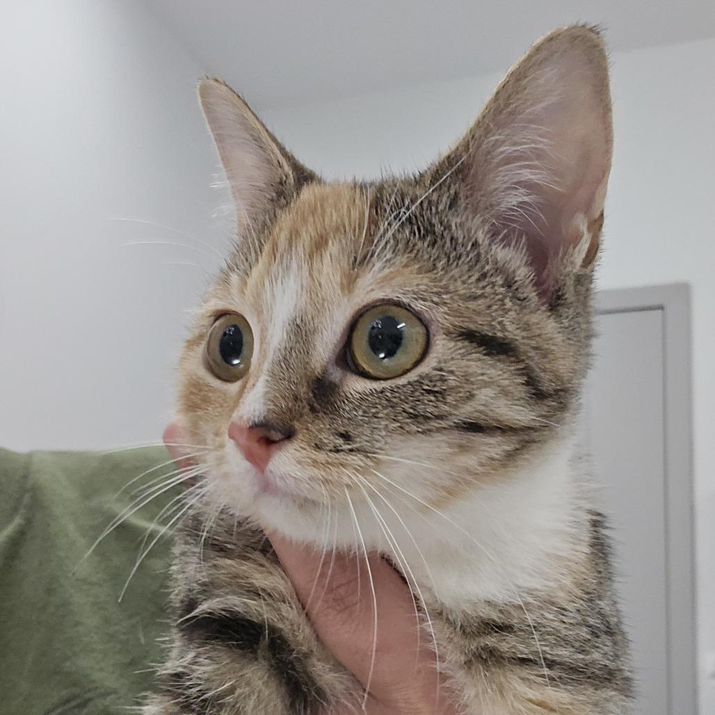 Samara, Adoptable, Kitten Female Domestic Short Hair.