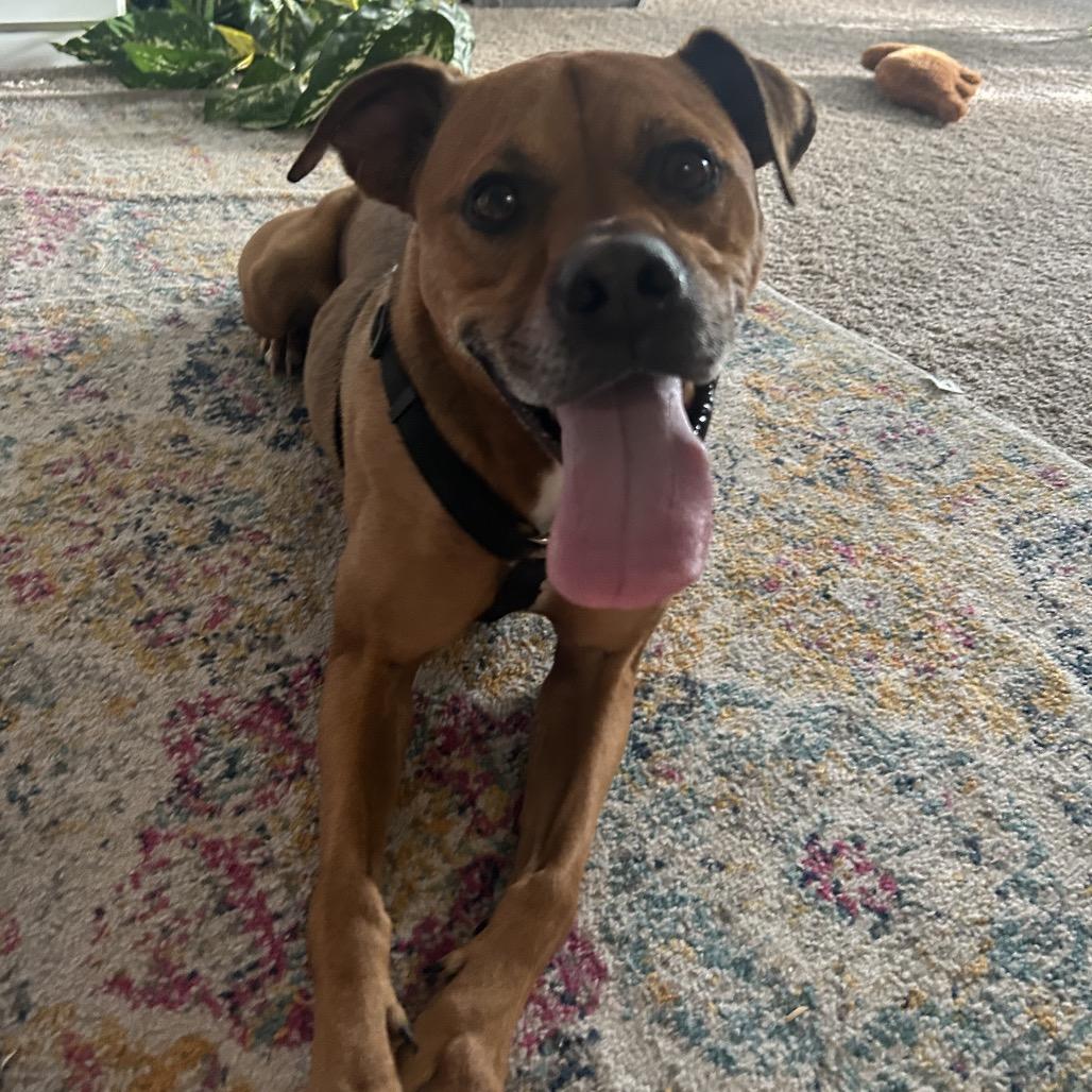 Enlarge Beaucanon 28425, a Adoptable Mixed Breed in Middleburg, FL image 1/1