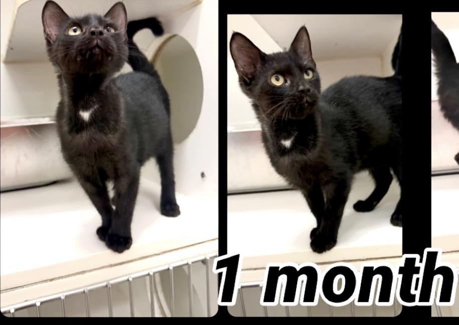 Enlarge Stormy, a Adoptable Tabby in Maryville, TN image 1/1