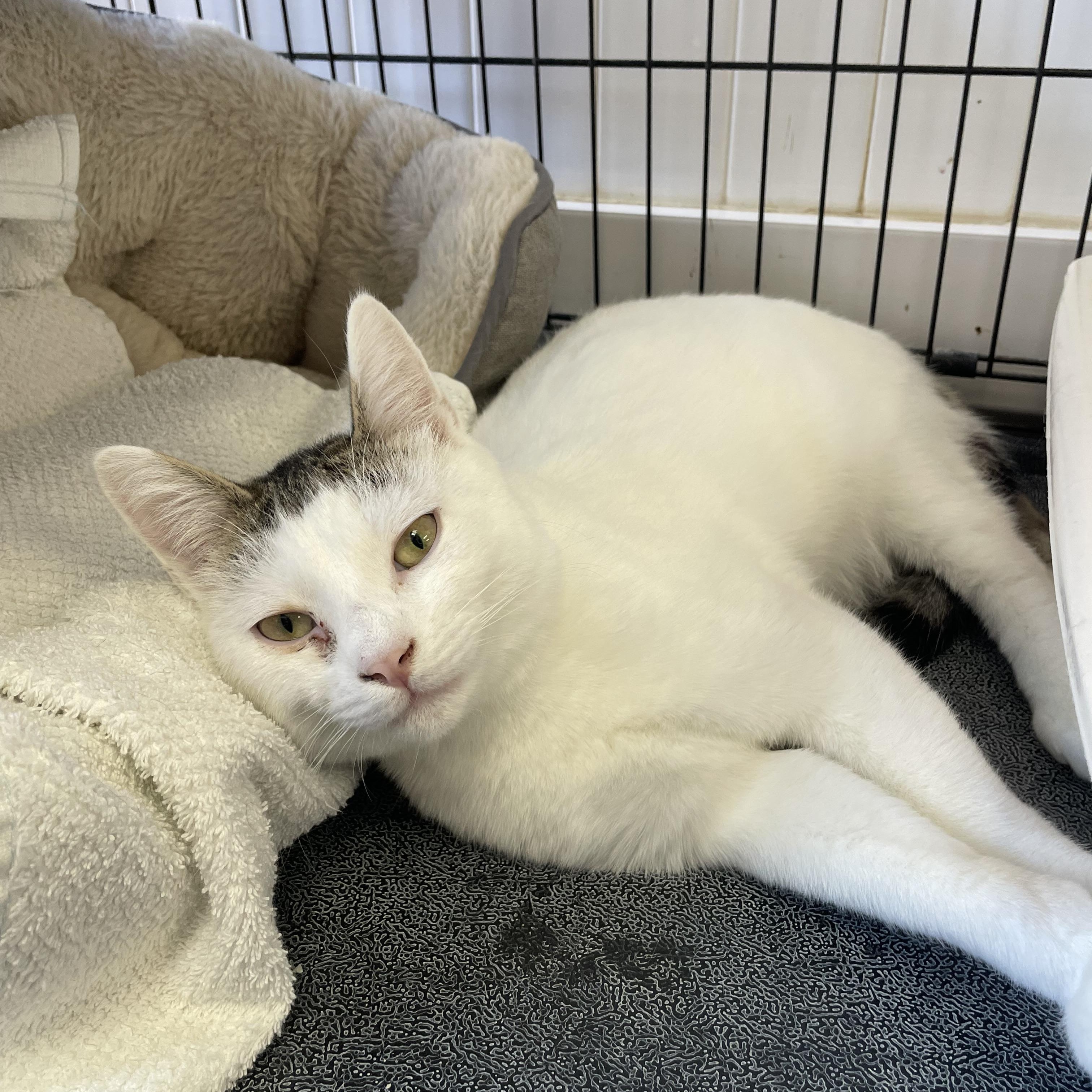 Tipper, an adopted Domestic Short Hair in Colonia, NJ image 3/4