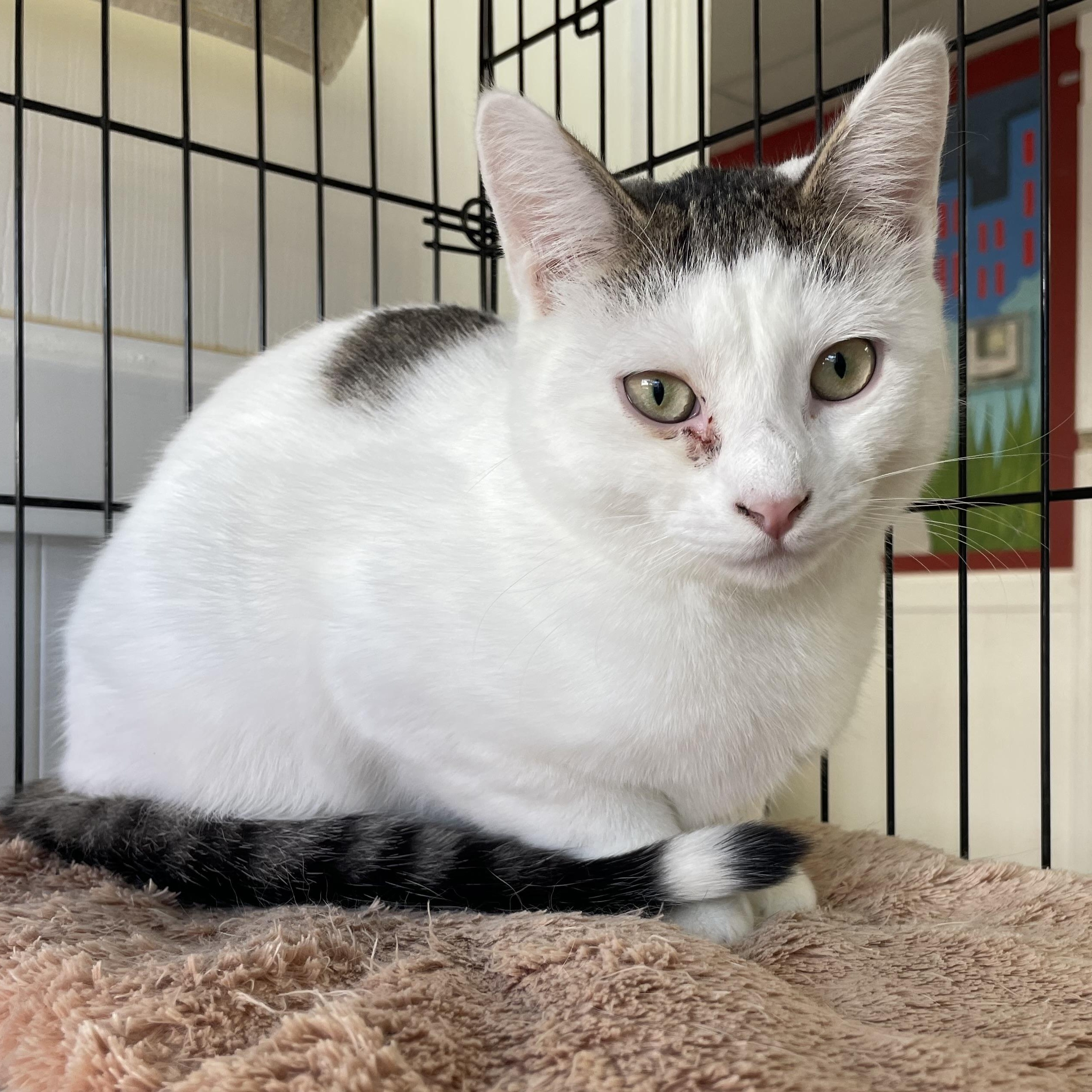 Tipper, an adopted Domestic Short Hair in Colonia, NJ image 1/4