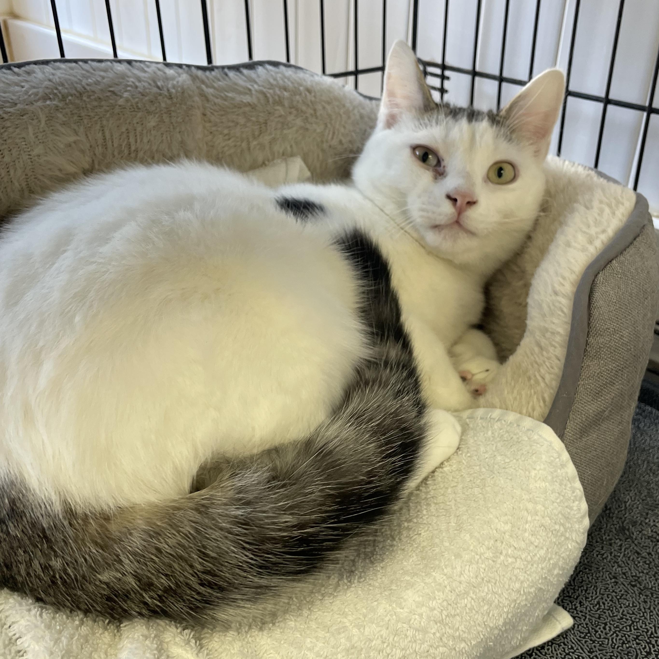 Tipper, an adopted Domestic Short Hair in Colonia, NJ image 4/4