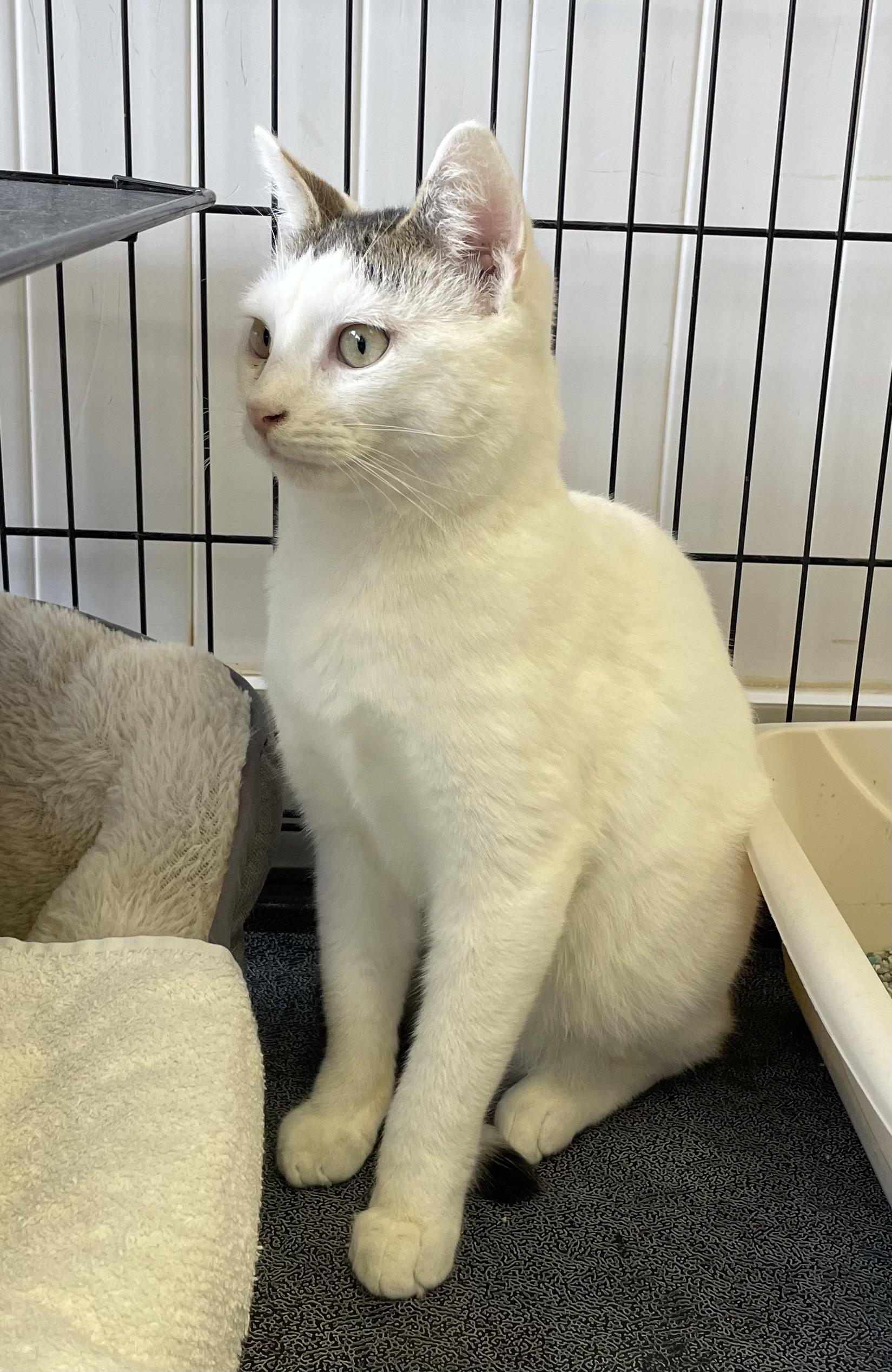 Tipper, an adopted Domestic Short Hair in Colonia, NJ image 2/4