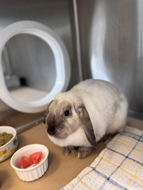 NIBBLES, Adoptable, Young Female Mini Lop.