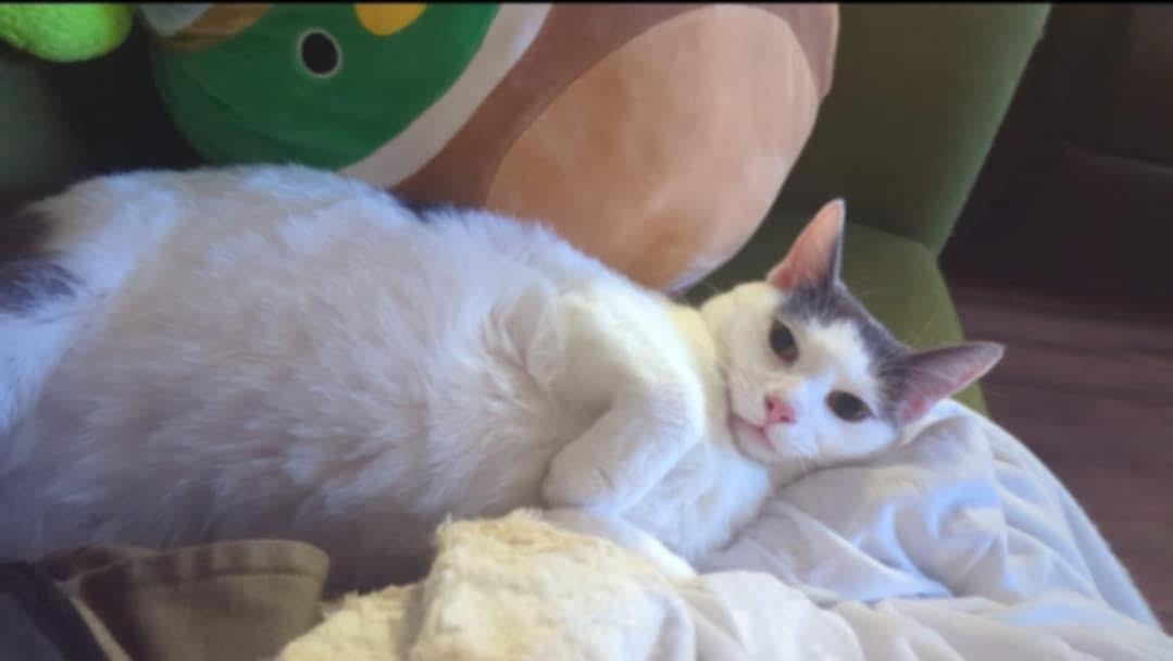 Milo (SA), Adoptable, Adult Male Domestic Short Hair.