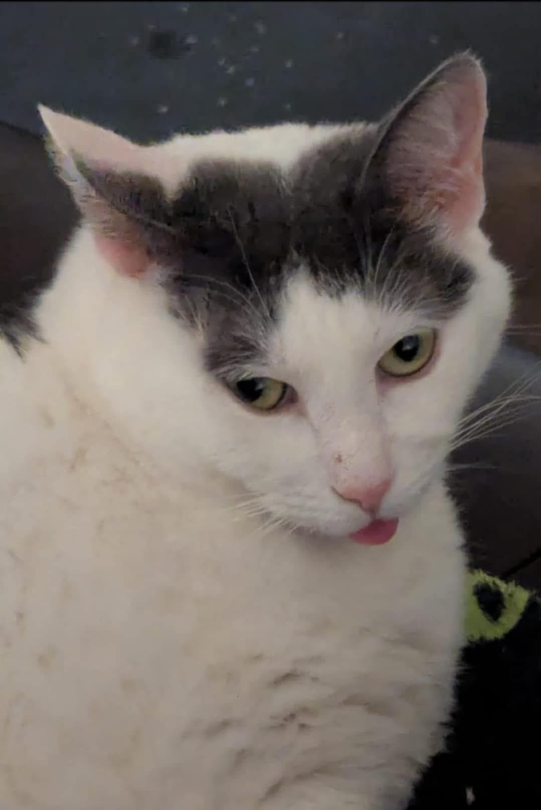 Enlarge Milo (SA), a Adoptable Domestic Short Hair in Greenville, SC image 2/6